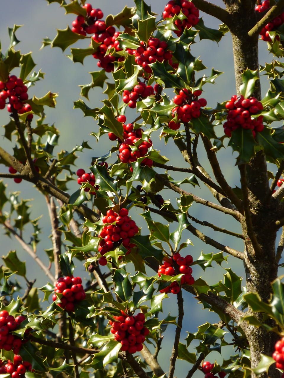 Ostrokrzew na pniu &#39;Blue Girl&#39; Ilex meserveae