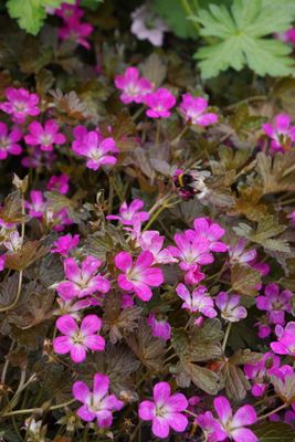 Bodziszek &#39;Orkney Cherry&#39; Geranium hybrida