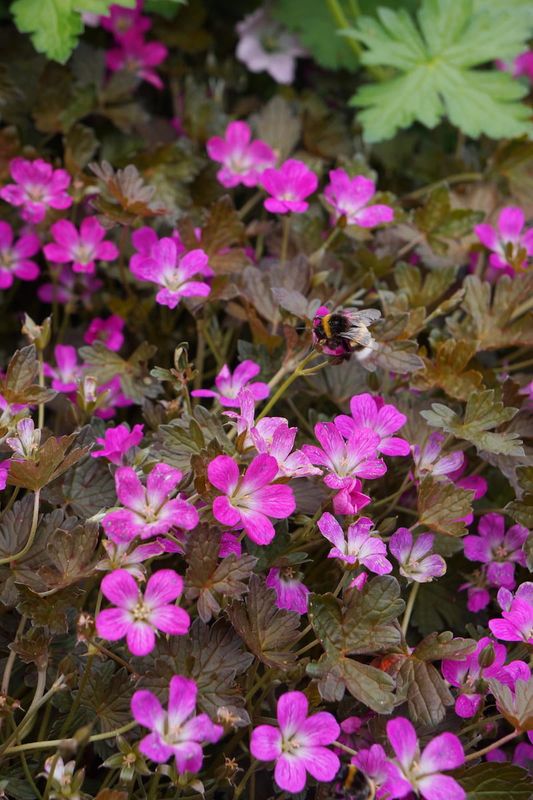 Bodziszek &#39;Orkney Cherry&#39; Geranium hybrida
