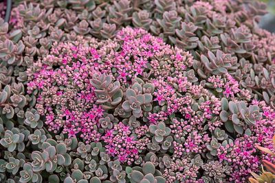Rozchodnik &#39;Rosenteppich&#39; Sedum cyaneum