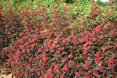 Pęcherznica kalinolistna 'Diable d'Or' Physocarpus opulifolius