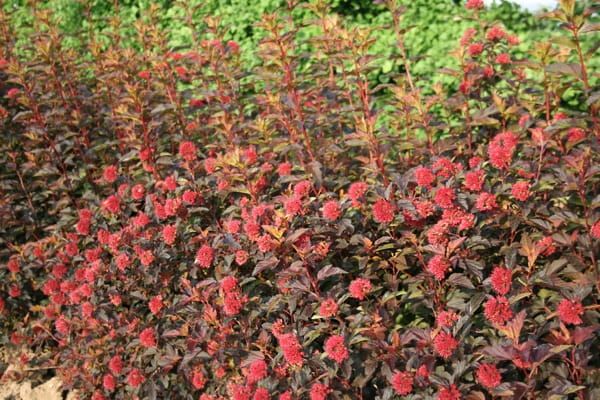 Pęcherznica kalinolistna 'Diable d'Or' Physocarpus opulifolius