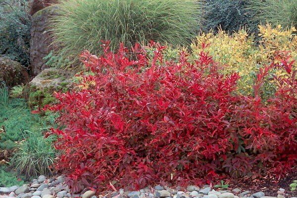 Itea wiriginijska &#39;Merlot&#39; Itea virginica