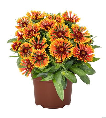 Gaillardia &#39;SpinTop™ Mariachi Copper Sun&#39; Gaillardia aristata