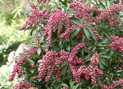 Pieris japoński &#39;Passion&#39; Pieris japonica