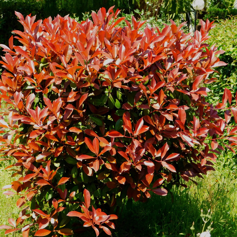 Głogownik &#39;Little Red Robin&#39; Photinia fraseri