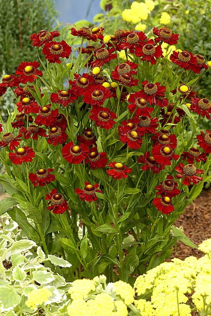 Dzielżan &#39;Ruby Tuesday&#39; Helenium autumnale