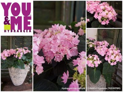 Hortensja kwitnąca co roku ogrodowa &#39;You &amp; Me® Romance&#39; Hydrangea macrophylla