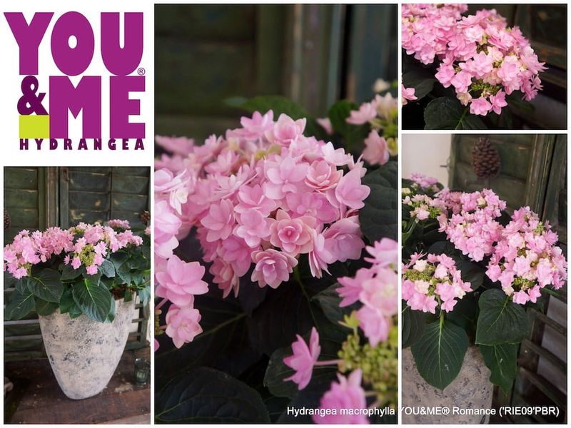Hortensja kwitnąca co roku ogrodowa &#39;You &amp; Me® Romance&#39; Hydrangea macrophylla