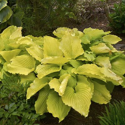 Funkia &#39;Shadowland® Coast to Coast&#39; Hosta