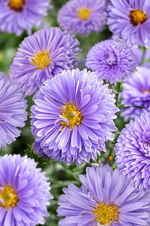 Aster nowobelgijski &#39;Marie Ballard&#39; Aster novi-belgii