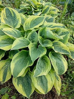 Funkia &#39;Wide Brim&#39; Hosta