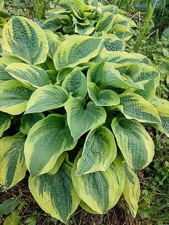 Funkia &#39;Wide Brim&#39; Hosta