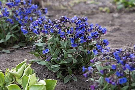 Miodunka &#39;Blue Ensign&#39; Pulmonaria hybrida