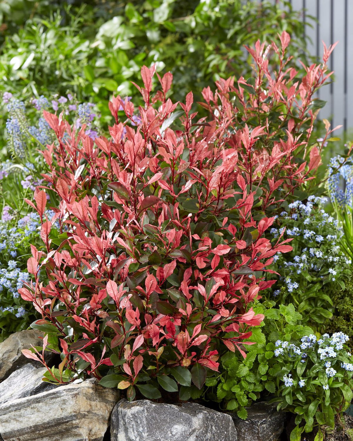 Głogownik &#39;Little Fenna&#39; Photinia fraseri