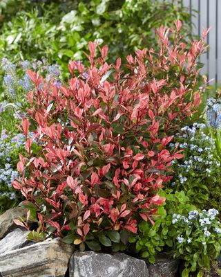 Głogownik &#39;Little Fenna&#39; Photinia fraseri
