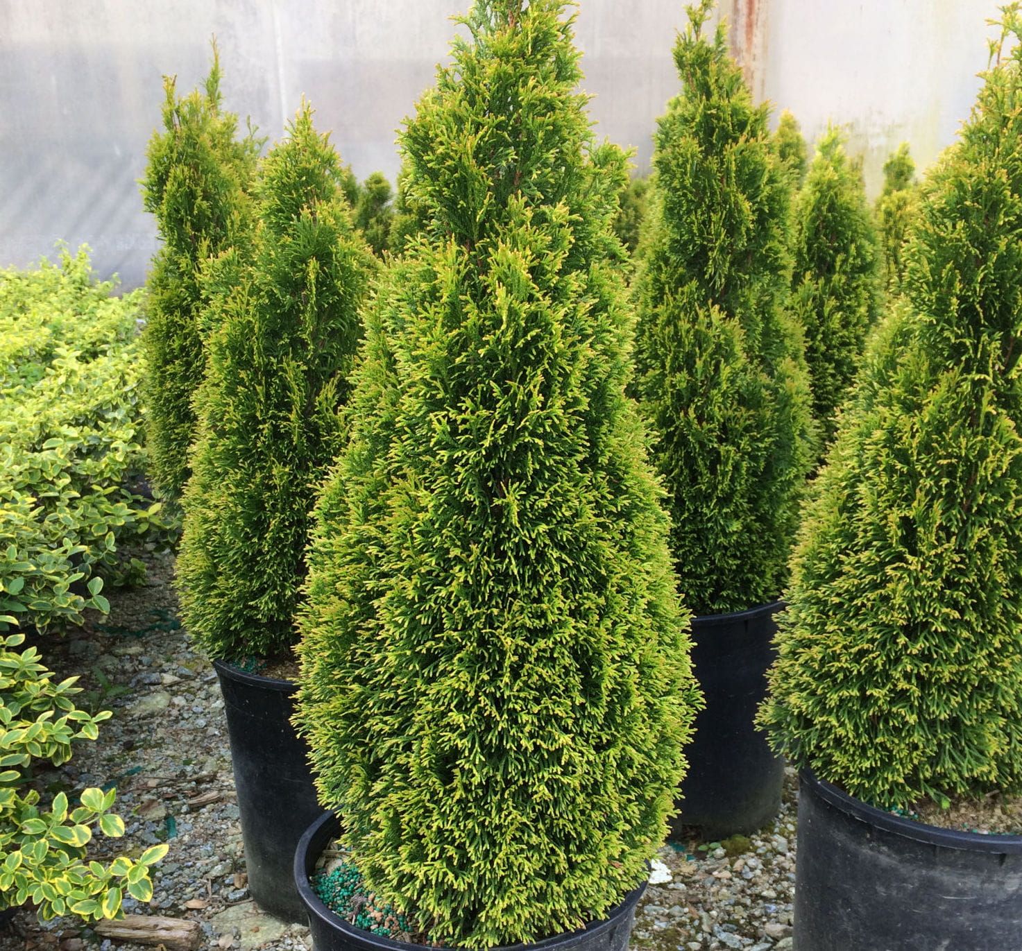 Tuja Żywotnik zachodni &#39;Petite Smaragd&#39; Thuja occidentalis