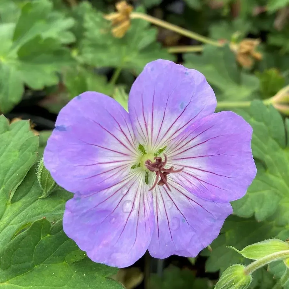 Bodziszek &#39;Azure Rush&#39; Geranium hybrida