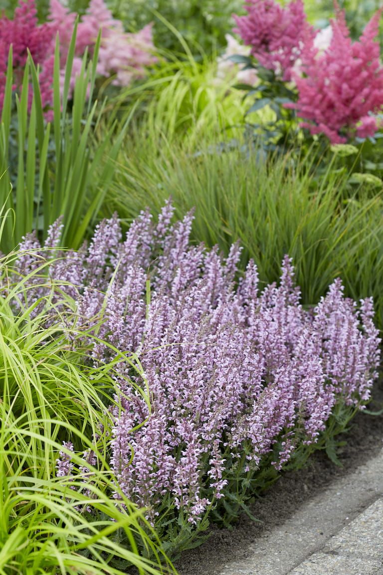 Szałwia &#39;Feathers Flamingo&#39; Salvia hybrida