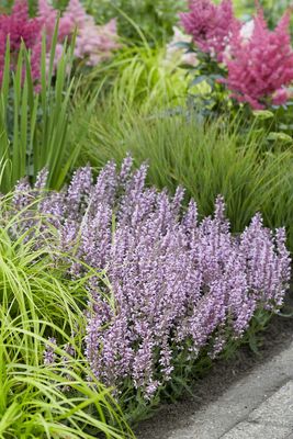 Szałwia &#39;Feathers Flamingo&#39; Salvia hybrida