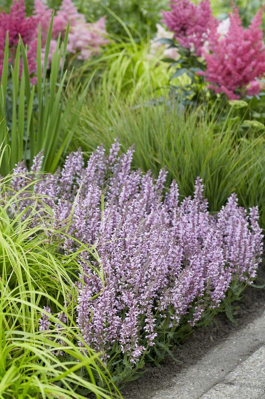 Szałwia &#39;Feathers Flamingo&#39; Salvia hybrida