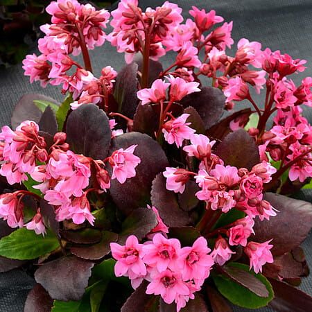 Bergenia &#39;Flirt&#39; Bergenia hybrida