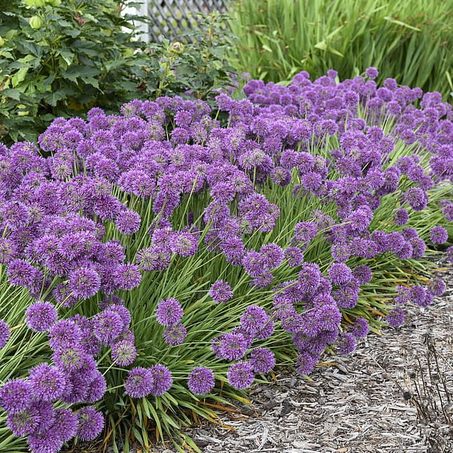 Czosnek ozdobny &#39;Lavender Bubbles&#39; Allium hybrida