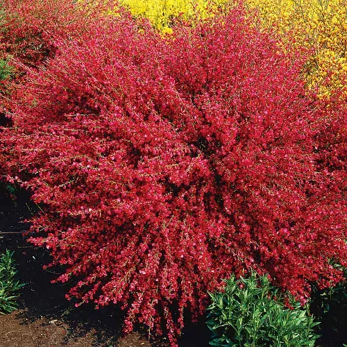 Żarnowiec &#39;Killiney Red&#39; Cytisus scoparius