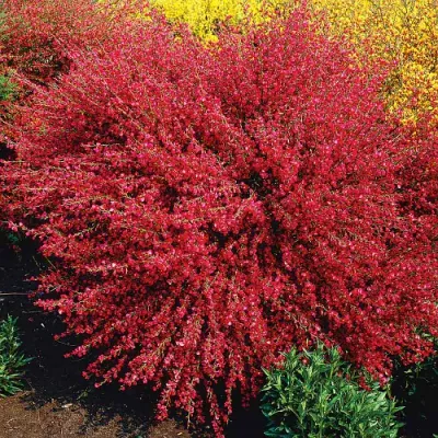 Żarnowiec &#39;Killiney Red&#39; Cytisus scoparius