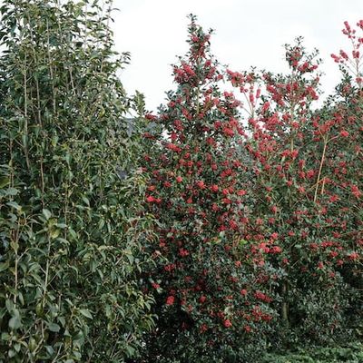 Ostrokrzew &#39;Magical Amore Rosso&#39; Ilex meserveae