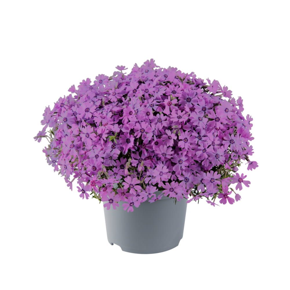 Floks płożący &#39;Fabulous Dark Rose Eye&#39; Phlox subulata
