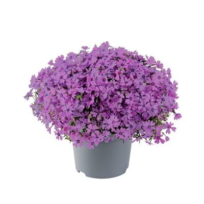 Floks płożący &#39;Bedazzled Lavender&#39; Phlox hybrida