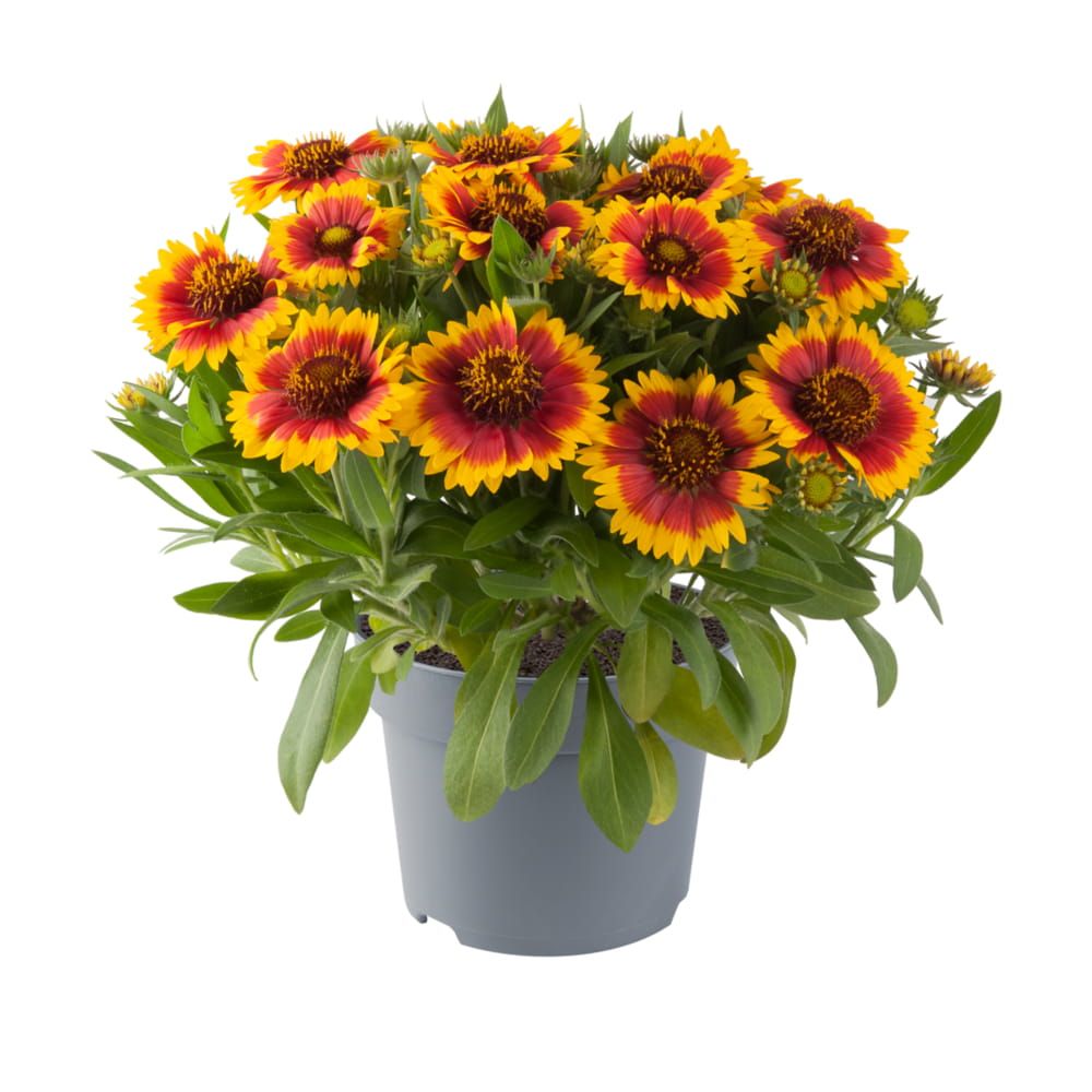 Gaillardia &#39;Guapa Flamenco Bicolour&#39; Gaillardia aristata