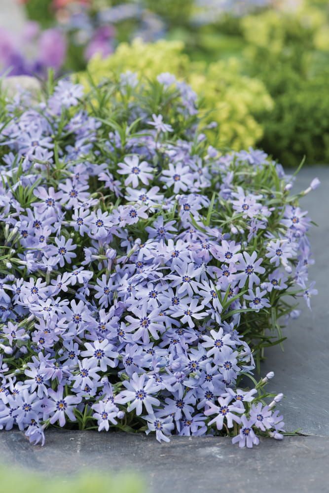 Floks płożący &#39;Fabulous Blue Dark Center&#39; Phlox subulata