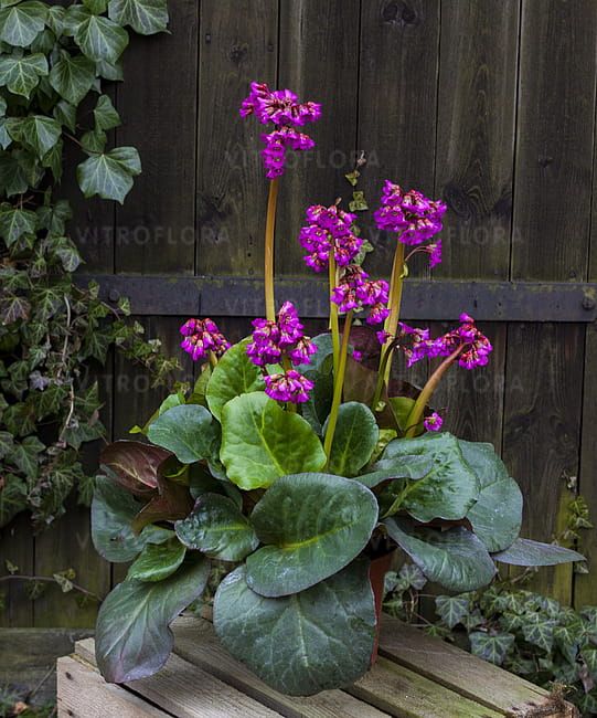 Bergenia &#39;Eroica&#39; Bergenia hybrida