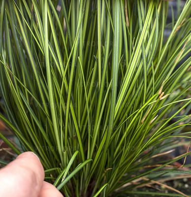 Turzyca &#39;Lady Sunshine&#39; Carex brunnea