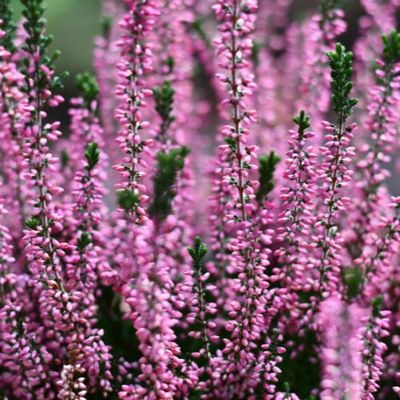 Wrzos różowy Garden Girls® Calluna vulgaris