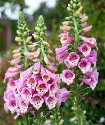 Naparstnica &#39;Pollux Warm Rose&#39; Digitalis purpurea