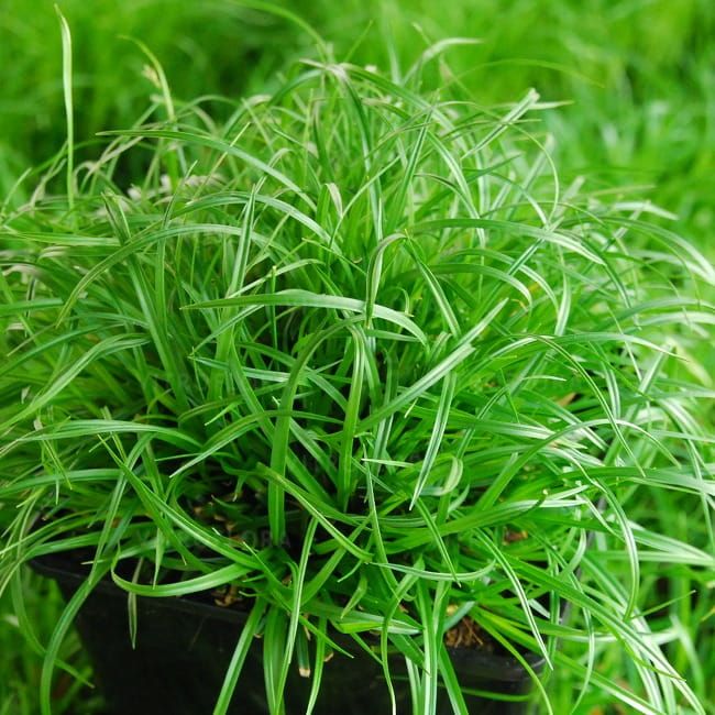 Turzyca &#39;The Beatles&#39; Carex caryophyllea