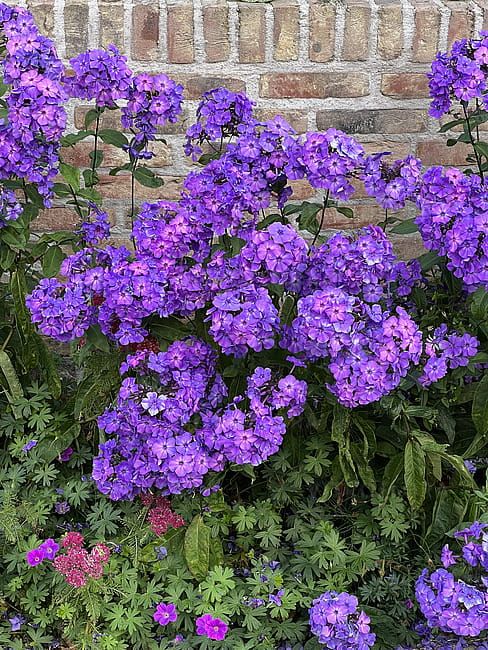 Floks wiechowaty &#39;Blue Paradise&#39; Phlox paniculata