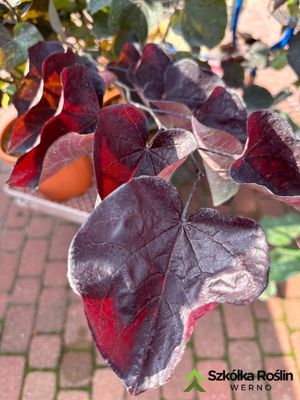 Judaszowiec &#39;Ace of Spades&#39; Cercis canadiensis