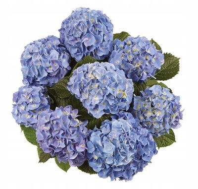 Hortensja ogrodowa &#39;Marine Blue&#39; Hydrangea macrophylla