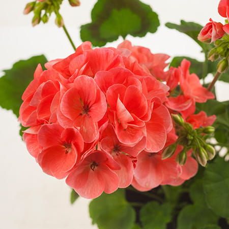 Pelargonia stojąca &#39;Trendix Salmon&#39; Pelargonium zonale