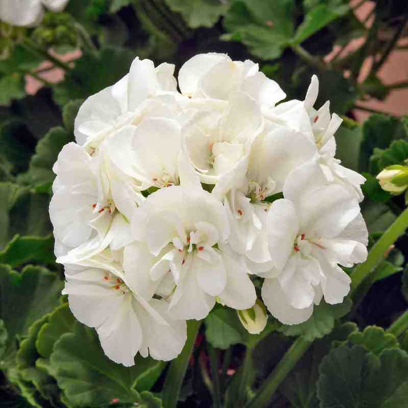 Pelargonia stojąca &#39;Sunrise® Paloma&#39; Pelargonium zonale