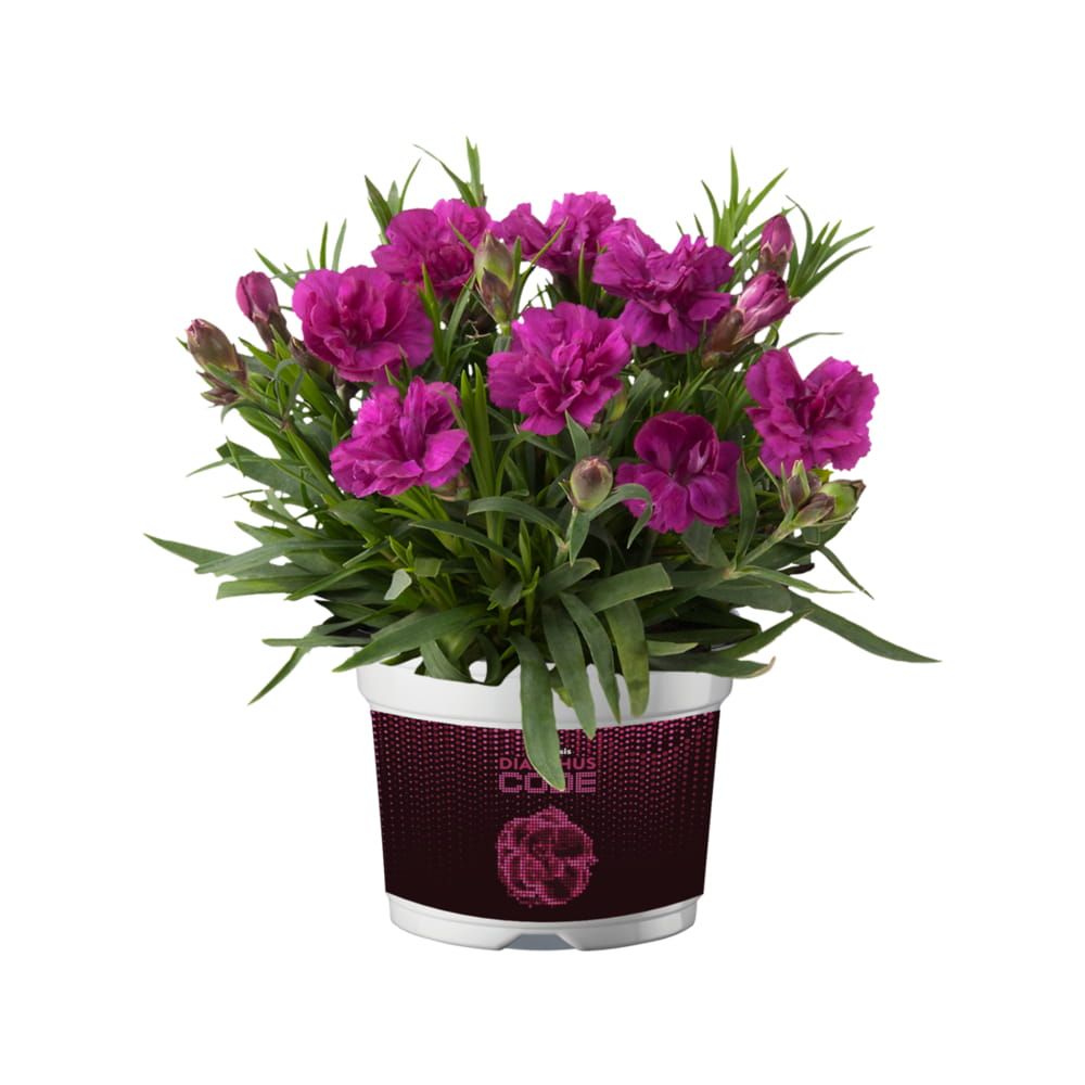 Goździk &#39;Code® Purple Dark Center&#39; Dianthus hybrida