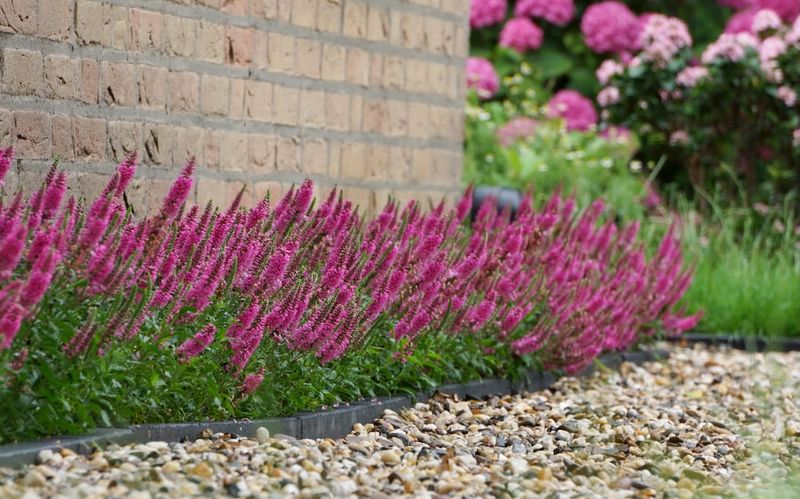 Przetacznik &#39;Bubblegum Candles&#39; Veronica spicata