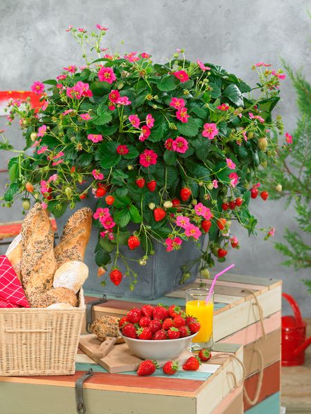 Truskawka &#39;Toscana&#39; Fragaria ananassa