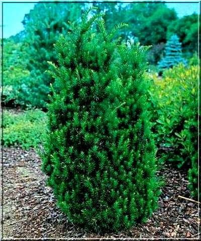 Cis pośredni &#39;Hicksi&#39; Taxus media