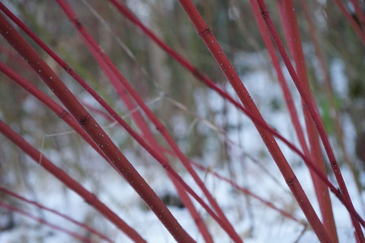 Dereń biały &#39;Siberian Pearls&#39; Cornus alba