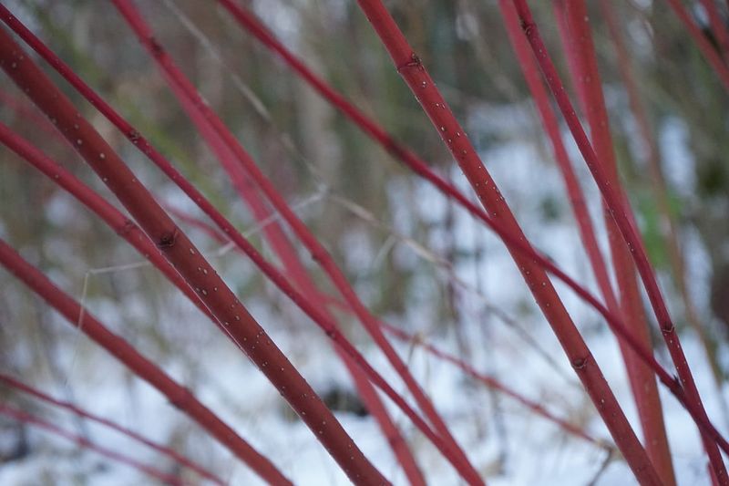 Dereń biały &#39;Siberian Pearls&#39; Cornus alba